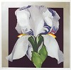  LOWELL NESBITT - FLORAL PERSPECTIVE