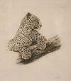  JOSEPH VANCE - LEOPARD IN A TREE