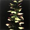  DONALD SULTAN - ACANTHUS