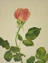  CAROL ANN BOLL - ROSE