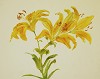 CAROL ANN BOLL - LILLY