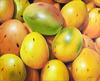  CESAR AUGUSTO CAMARENA - MANGOS EN PRIMERO PLANO