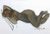  MUSTAFA AYAZ - SLEEPING NUDE
