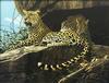  CRAIG BONE - LEOPARDS