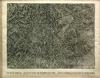  JASPER JOHNS - LEO CASTELLI GALLERY POSTER