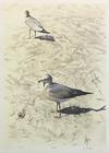  CARL ARLEN - GULLS