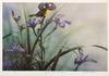 MICHAEL DUMAS - QUIETUDE - YELLOW THROATED WARBLER