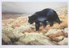  Claudio D'Angelo - BLACK BEAR IN THE CHICKCHOCS