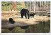  Claudio D'Angelo - BLACK BEAR FAMILY