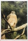  Claudio D'Angelo - BROAD WINGED HAWK