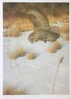  CLAUDIO D'ANGELO - HUNTING FOR VOLES