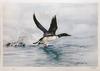  ROBERT POW - COMMON LOON