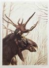  ROBERT POW - MOOSE