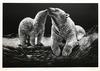  ROBERT POW - MOTHER POLAR BEAR