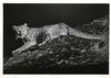  ROBERT POW - MOUNTAIN LION