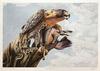  ROBERT POW - PEREGRINE FALCON