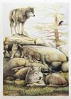  ROBERT POW - WOLF FAMILY