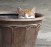ALAN FEUER - CAT IN A POT