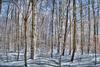 MATTHEW LERMAN - Tranquility Winter