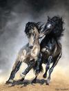 OLGA KAYDASH - Wild Spirit
